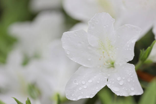 Rhododendron maximum it is common names include great laurel, great rhododendron, rosebay rhododendron. High quality photo