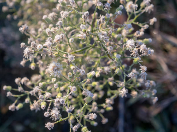 istock frost on dry plants in morning closeup 2179148763