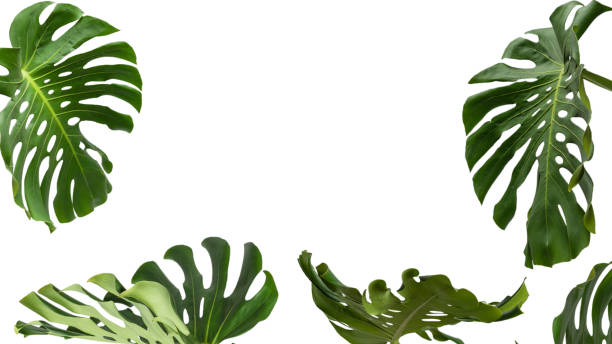 istock Green plant monstera on white background. 2179149914