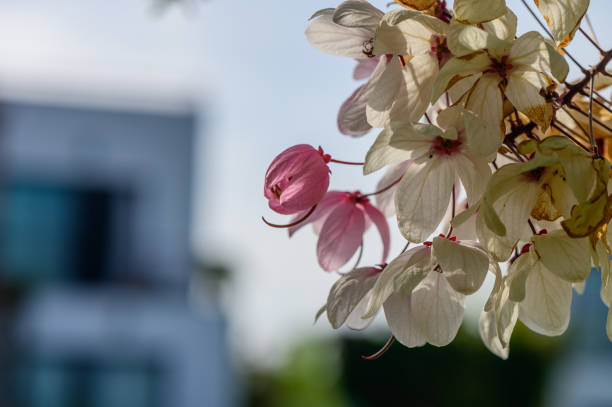 Delicate pink and white flowers bloom gracefully in soft sunlight, with a contemporary building softly blurred in the background, creating a tranquil atmosphere.