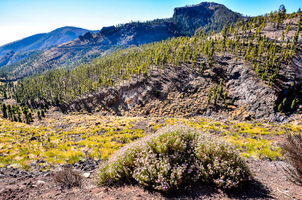 istock A mountain range with a small plant growing on the side 2179156182