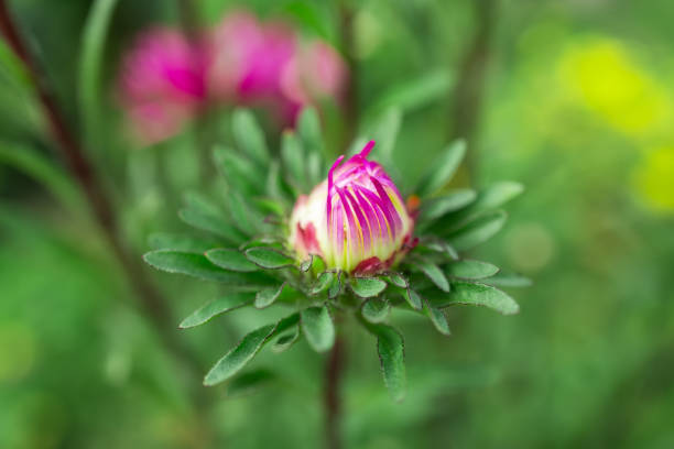Red aster flowers in the flower field.