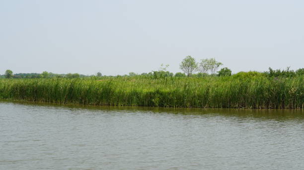 istock Wetland Park, Zhejiang 2179158931