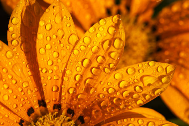 Yellow flower petals close up macro with water drops.