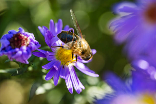 Bee mimic hoverfly Eristalis tenax sucks nectar from a blue flower.