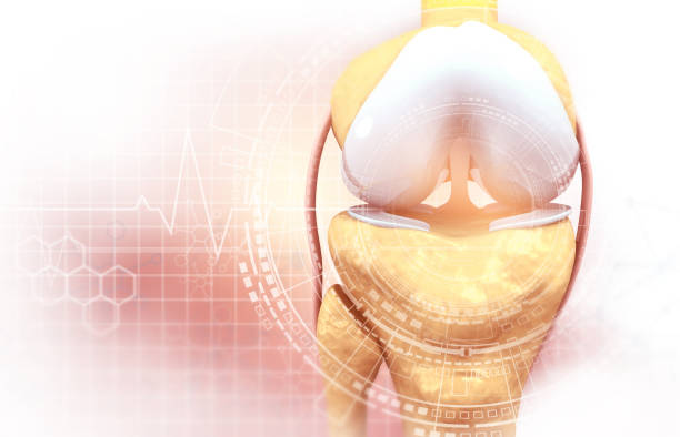 istock Human knee anatomy 2179162504