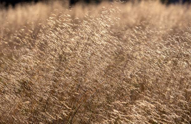 istock Golden grass field illuminated by sunlight with a soft-focus background 2179163725