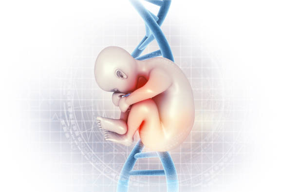 istock Human fetus with dna strand 2179163904