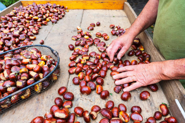 istock Hands of a person selecting chestnuts 2179166064