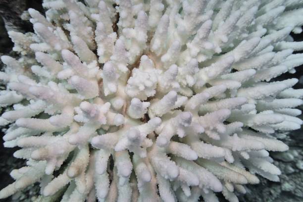 istock Coral bleaching of Acropora hard corals  - process when corals become white. Global warming impact. 2179166684