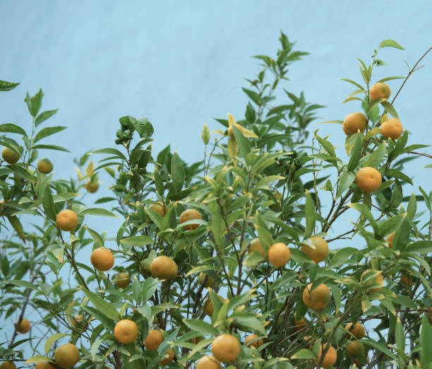 Tuscany, Italy - October: A thriving tangerine tree with vibrant green leaves and ripening orange fruits, set against a soft blue wall. The scene captures the contrast between the rich foliage and the smooth pastel background, evoking a calm Mediterranean atmosphere. The small citrus fruits are scattered throughout the tree's branches, indicating the harvest season.