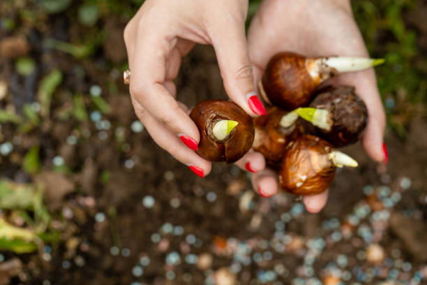 istock hands holding daffodil bulbs before planting in the ground 2179167084