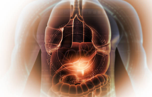 istock Human liver anatomy 2179167370