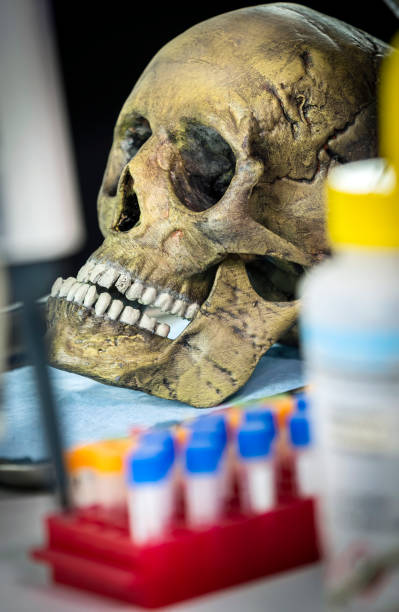 istock Several human skulls next to petri dish with bone remains to determine DNA in forensic laboratory 2179167632
