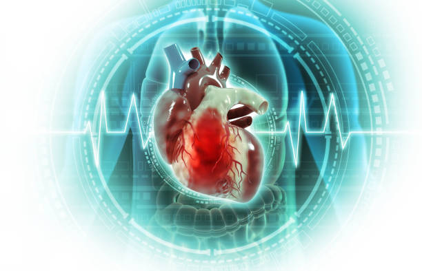 istock Human heart anatomy 2179168011