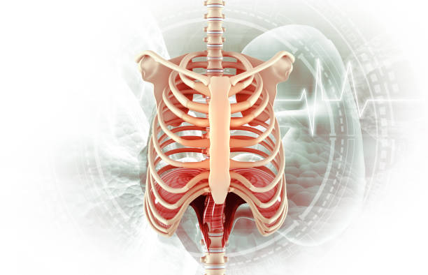 istock Human rib skeleton anatomy 2179168013