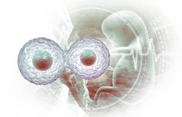 Cell division on fetus background. 3d illustration