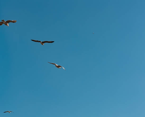istock Three flying seagulls from below and a air plane far awy on the sky. 2179169409