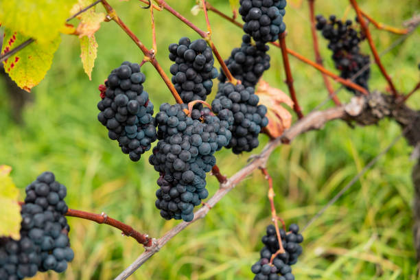 istock Blue grapes hang on the vine, Pinot Noir. 2179169603