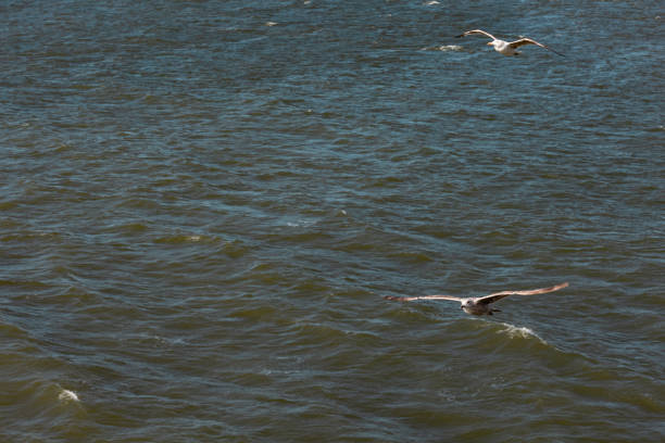 Flying seagulls above the North Sea. Nature, wildlife theme, wing, feather, water bird. North Sea