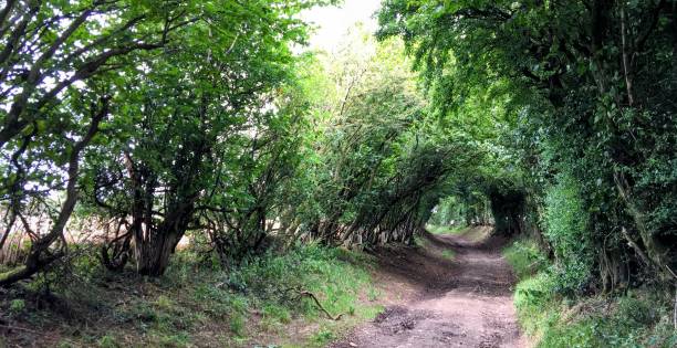 istock English country lane with trees creating archway 2179171710