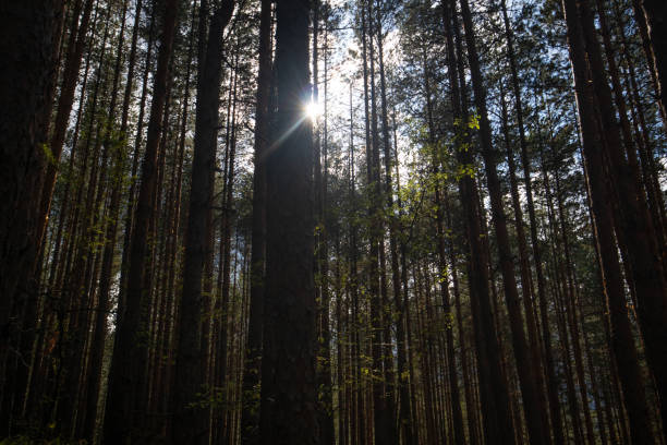 istock Vertical woodlands in Bansko, Bulgaria 2179172039