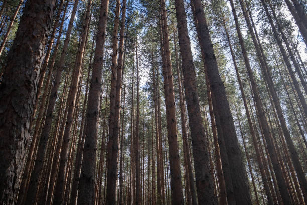 Fall colors in Bansko woodlands in Bulgaria