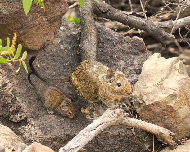istock Two Common Degus climb among mountain rocks 2179172284