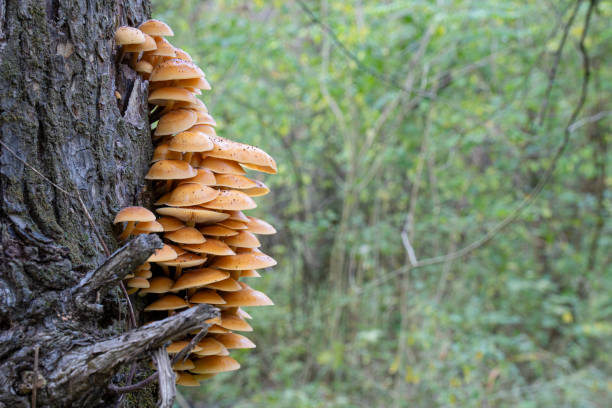Beautiful brown mushrooms on the tree in the old forest