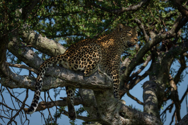 istock Female leopard sitting in tree dangling leg 2179174943