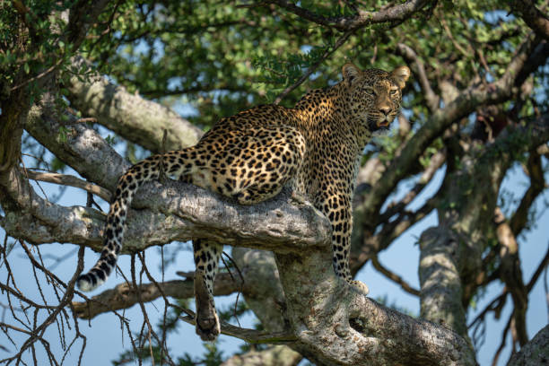 istock Female leopard sits on branch dangling leg 2179174985