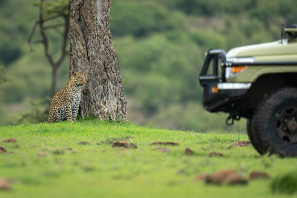 Female leopard sits by tree near jeep