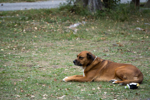 Brown short-haired dog lying on the grass with a bird-shaped toy by its side, in a peaceful outdoor setting.