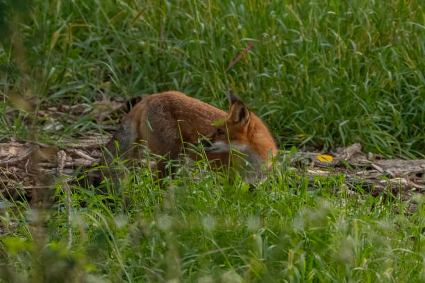 istock Young Red Fox hunting for breakfast among wood chips and pallets 2179175217