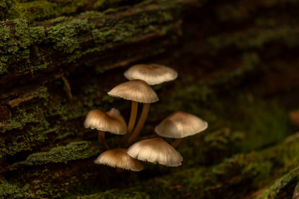 istock Wild Mushrooms growing on a log on the forest floor 2179175339