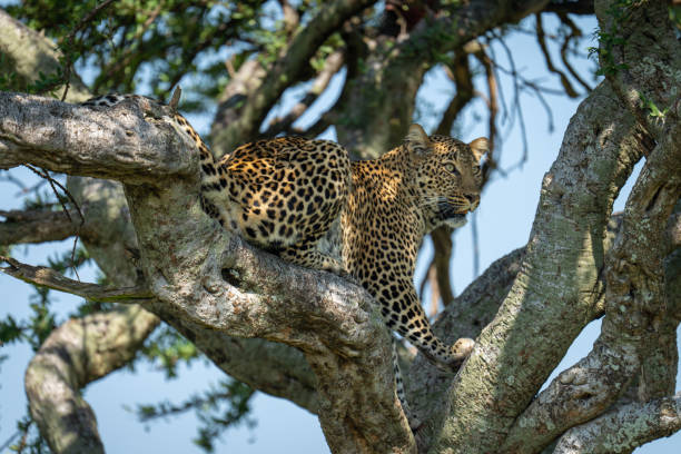 istock Female leopard lies on branch looking down 2179175356