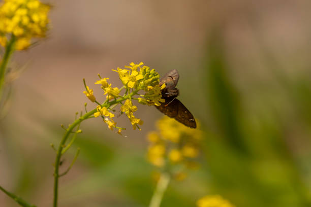 Juvenal Duskywing skipper gathers nectar from a wildflower