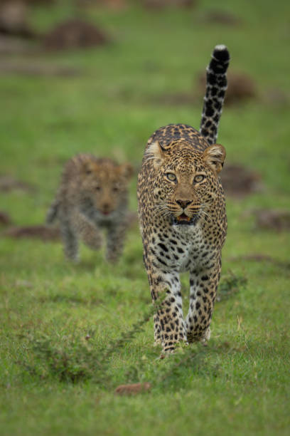 istock Female leopard leads cub over rocky grass 2179175585