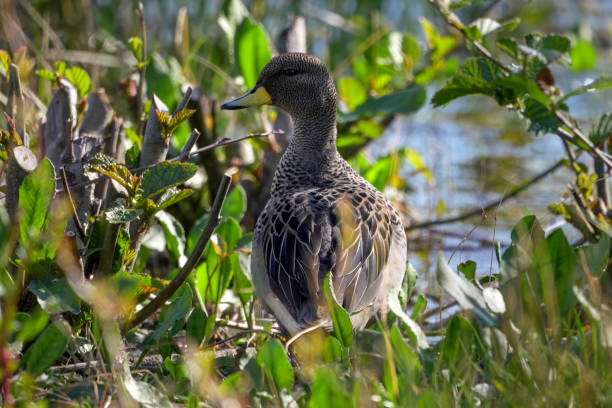 istock Yellow-billed teal duck walking among bushes by a lake 2179176341