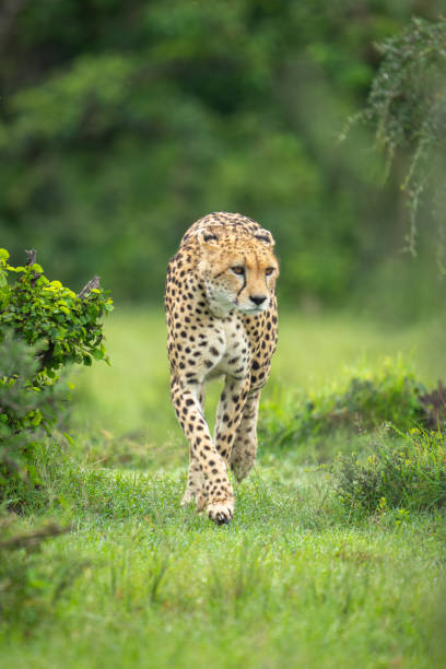 istock Female cheetah walking towards camera lifting forepaw 2179176877