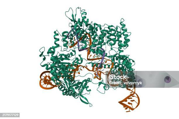S. Pyogenes Structure Crystal Structure Of Streptococcus Pyogenes Cas9 In Complex With Guide ...