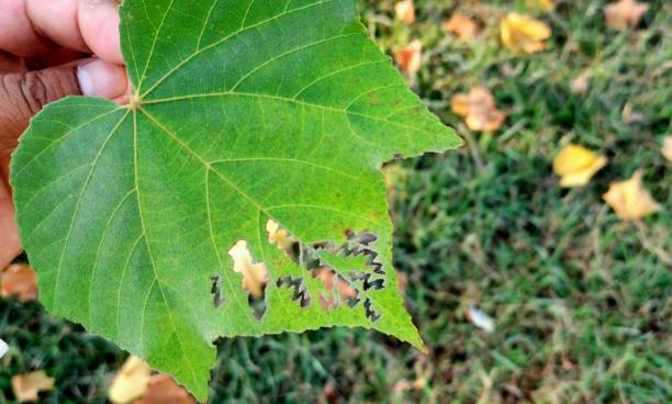 istock insect eaten plant leaf closeup view 2179178287