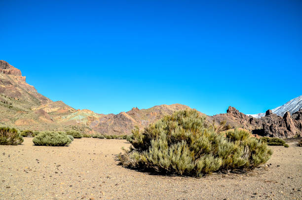 istock A barren desert landscape with a lone tree in the middle 2179179223