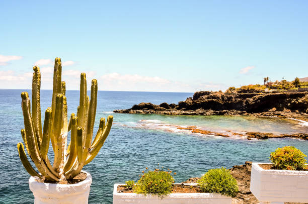 istock A cactus is in a white pot on a ledge overlooking the ocean 2179179256
