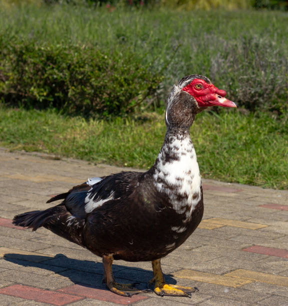 istock Muscovy duck (Cairina moschata) in park 2179181117