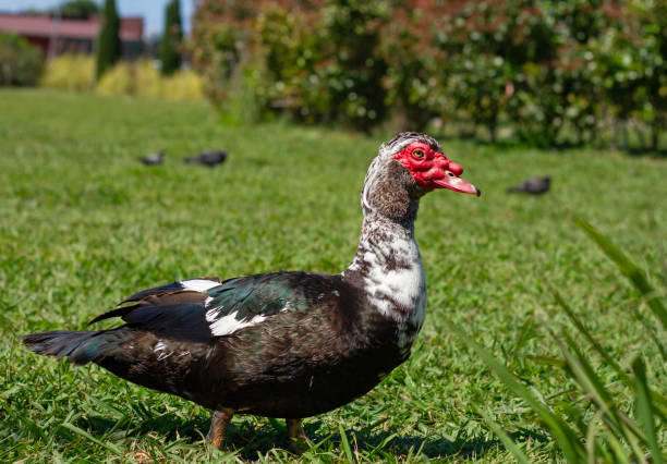istock Muscovy duck (Cairina moschata) in park 2179181824