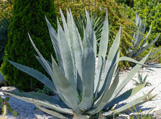 istock Agave americana grows in park. Sochi (Adler). 2179184104