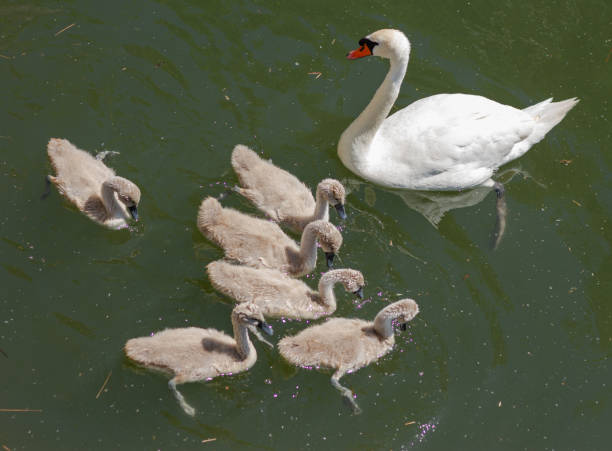 istock Swan with chicks in a pond 2179184235