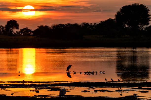 istock Sunset with birds in the Okavango Delta in Botswana 2179190492
