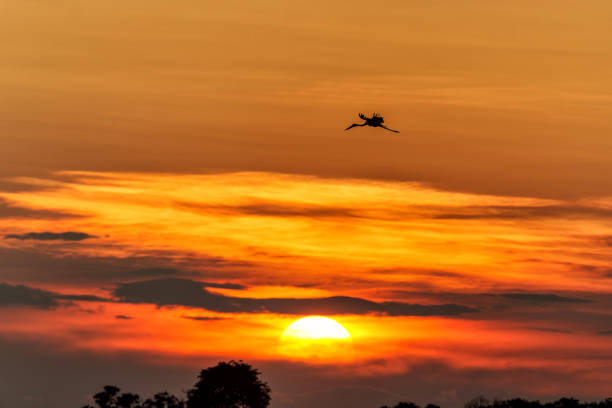 Sunset with a sundowner drink at a lake with birds in the Okavango Delta in Botswana